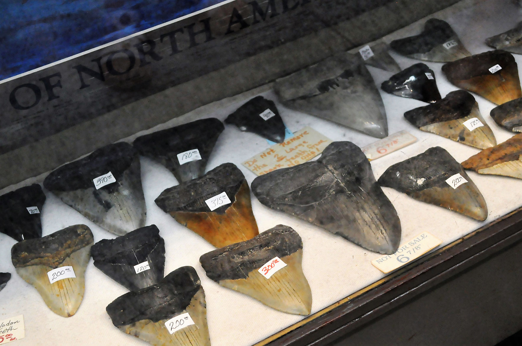PCgaydolphinsharkteeth.jpg